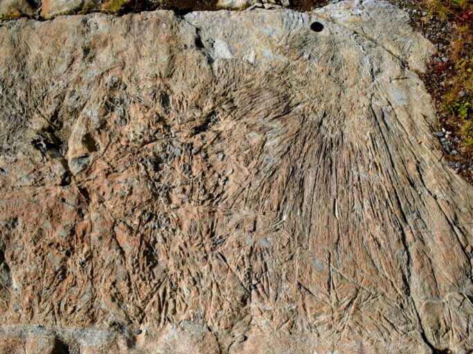 Spinifex textures in komatiite - The formation of this particular rock type requires a high geothermal gradi-ent that is not encountered on Earth today. It formed from sheets of lava that were chilled quickly at the Earth’s surface, giving rise to “spinifex textures” of long, platy crystals (photo credit : Kamil Bulcewicz)