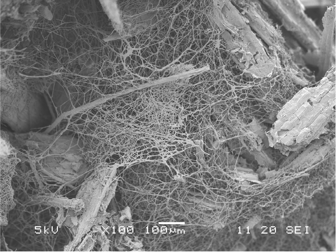 This is a scanning electron micrograph showing the mycelium "net" bonding the substrate particles together.