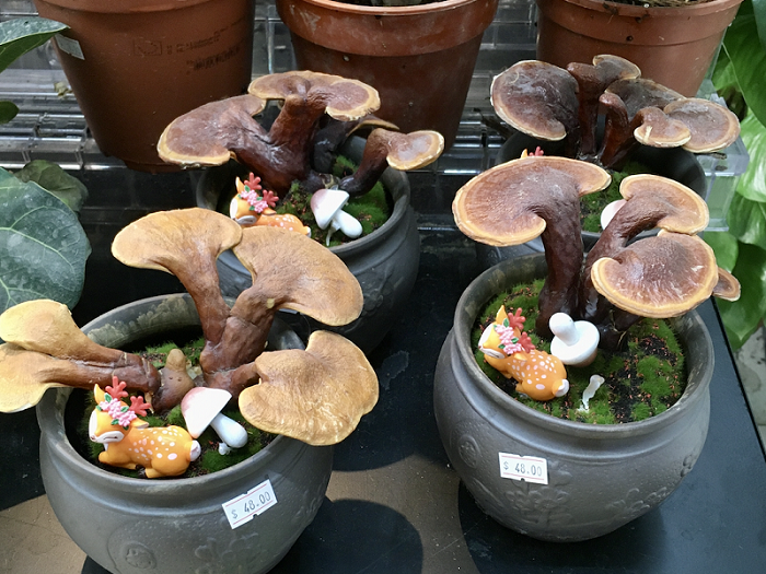 Funghi in a pot