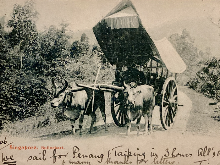 Postcard showing bullocks pulling a cart from early 1920s.