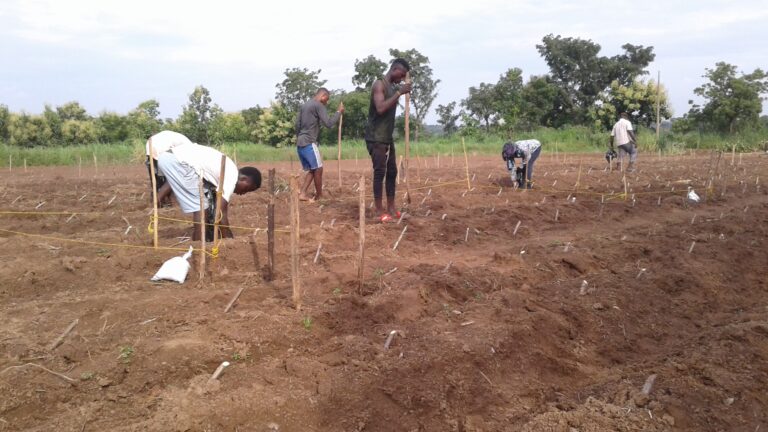 Cassava-Maize Intercropping System: A Livelihood-Sustaining System ...